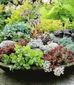 Produktbild: BALDUR Garten Bodendecker Winterharte Sedum-Mischung, 18 St., Steingartenpflanze, immergrün, winterhart, pflegeleicht
