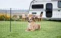 Produktbild: Ako Campingnetz 20 Meter 80cm grüner Doppelstift
