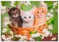 Produktbild: Artland Wandbild Katzen sitzen in einem Korb, Haustiere (1 St), als Leinwandbild, Poster in verschied. Größen
