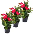 Produktbild: Dipladenia - Chilenischer Jasmin - 3 Pflanze - rosa blühend