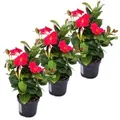 Produktbild: Exotenherz Dipladenia Chilenischer Jasmin 3 Pflanze Rosa Blühend