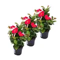 Produktbild: Exotenherz Dipladenia - Chilenischer Jasmin - 3 Pflanze - rosa blühend