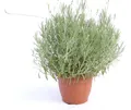 Produktbild: echter Lavendel XL BUSCH Ø 40cm, Höhe 40 cm, Lavandula Angustifolia Kräuter Pflanze Kräuterküche