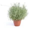 Produktbild: echter Lavendel XL BUSCH Ø 40cm, Höhe 40 cm, Lavandula Angustifolia Kräuter Pflanze Kräuterküche