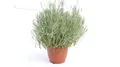 Produktbild: echter Lavendel BUSCH Ø 40cm & H 40 cm, Lavandula Angustifolia Kräuter Pflanze