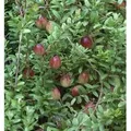 Produktbild: Großfrüchtige Moosbeere Cranberry 30-40cm - Vaccinium macrocarpon