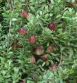 Produktbild: Großfrüchtige Moosbeere Cranberry 30-40cm - Vaccinium macrocarpon