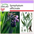 Produktbild: SAFLAX - Heilpflanzen - Beinwell - 15 Samen - Symphytum officinale
