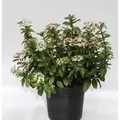 Produktbild: Mittelmeer Schneeball 30-40cm - Viburnum tinus