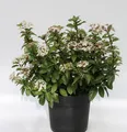 Produktbild: Mittelmeer Schneeball 30-40cm - Viburnum tinus