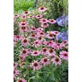 Produktbild: Echinacea Purpurea Rubinstern Roter Sonnenhut Ca. 9x9 cm Topf