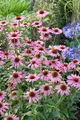 Produktbild: Echinacea purpurea 'Rubinstern', Sonnenhut, rubinrot, ca. 9x9 cm Topf