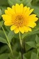 Produktbild: Helianthus decapetalus 'Capenoch Star', Stauden-Sonnenblume, gelb, ca. 11x11 cm Topf