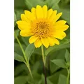 Produktbild: Sonstige - Helianthus decapetalus 'Capenoch Star' p 1