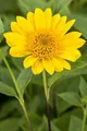 Produktbild: Helianthus decapetalus 'Capenoch Star' 11x11 cm Topf – Winterhart, Mehrjährig, Pflegeleicht – Stauden-Sonnenblume – Beetpflanze für Garten & Rabatte