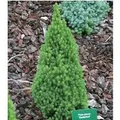 Produktbild: Zwerg Zuckerhutfichte 25-30cm - Picea glauca
