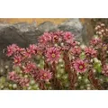 Produktbild: Sempervivum Arachnoideum P 0,5