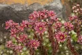 Produktbild: Sempervivum arachnoideum 9x9 cm Topf – Winterhart, Immergrün, Pflegeleicht – Spinnweb-Hauswurz – Bodendecker für Steingarten & Dachbegrünung