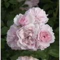 Produktbild: Hochstamm Rose Bonica 80-100cm