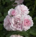 Produktbild: Hochstamm Rose Bonica® 80-100cm
