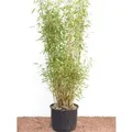 Produktbild: Fargesia Murieliae Jumbo Bambus Immergrün 60–100 cm