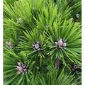 Produktbild: Hochstamm Japanische Rotkiefer Low Glow 40-60cm - Pinus densiflora