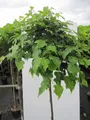 Produktbild: Hochstamm Winterlinde Lico - Tilia cordata - Stamm 125cm + Krone