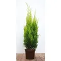 Produktbild: Chamaecyparis,awsoniana 'Ivonne' 60-80 cm