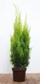 Produktbild: Chamaecyparis lawsoniana 'Ivonne' 60–80 cm – Immergrün, Winterhart, Pflegeleicht – Gelbe Scheinzypresse – Heckenpflanze für Garten & Sichtschutz