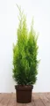 Produktbild: Pflanzen für Dich Konifere Chamaecyparis lawsoniana Ivonne, 1 St., Lawsons Scheinzypresse, Gelbe Scheinzypresse, gelbgrün, säulenförmig
