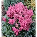 Produktbild: Prachtspiere Younique Pink - Astilbe cultorum