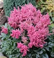 Produktbild: Prachtspiere Younique Pink - Astilbe cultorum - lebende Gartenpflanze aus den Baumschulen