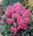Produktbild: Prachtspiere Younique Pink - Astilbe cultorum