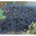 Produktbild: Dunkelblättriger Schlangenbart Niger - Ophiopogon planiscapus