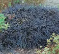 Produktbild: Dunkelblättriger Schlangenbart Niger - Ophiopogon planiscapus