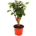 Produktbild: Exotenherz Glänzende Fiederaralie Polyscias Scutellaria Fabian Pflegeleichte Zimmerpflanze 12cm Topf