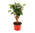 Produktbild: Exotenherz Zimmerpflanze Glänzende Fiederaralie Polyscias scutellaria Fabian 12cm Topf