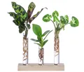 Produktbild: Dehner Zimmerpflanze Waterplant-Set, je 1x Korbmarante, Balsamapfel, Purpurtute, pflegeleichte Wasserpflanzen in Reagenzgläsern, inkl. Holzständer