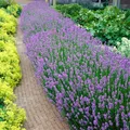 Produktbild: Bloomique - 6er-Set - Lavandula Angustifolia - Lavendel Pflanze Winterhart - Duftlavendel - Gartenpflanzen Winterhart - Mehrjährig - Höhe 10-20 cm