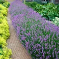 Produktbild: Bloomique - 6er Set - Lavandula Angustifolia - Lavendel Pflanze Winterhart - Duf