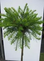 Produktbild: Hochstamm Amerikanische Lärche Arethusa Bog - Larix laricina - Stamm 80cm + Krone