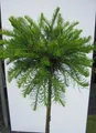 Produktbild: Hochstamm Amerikanische Lärche Arethusa Bog - Larix laricina - Stamm 80cm + Kron