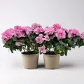 Produktbild: Azalee, Rosatöne, gefüllt, Topf-Ø 14 cm, 2 Stück