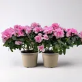 Produktbild: Azalee, Rosatöne, gefüllt, Topf-Ø 14 cm, 2 Stück