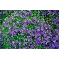 Produktbild: Aubrieta X Cult. Blaumeise Blaukissen Blau Ca. 9x9 cm Topf