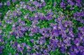 Produktbild: Pflanzen für Dich Staude Aubrieta cult. Blaumeise, 1 St., Blaukissen