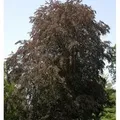 Produktbild: Blutbuche 60-80cm - Fagus sylvatica