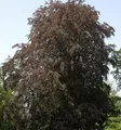 Produktbild: Blutbuche 60-80cm - Fagus sylvatica