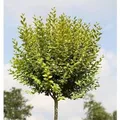 Produktbild: Hochstamm Gold Liguster 100-125cm - Ligustrum ovalifolium
