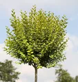 Produktbild: Hochstamm Gold Liguster 100-125cm - Ligustrum ovalifolium